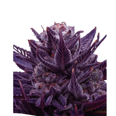 IMPERIUM X – ANESIA SEEDS