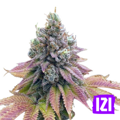 AUTO STRAWBERRY BANANA🌿 USA