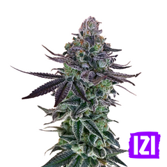 AUTO ZKITTLEZ🌿 USA