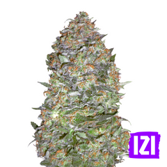 AUTO DIESEL🌿