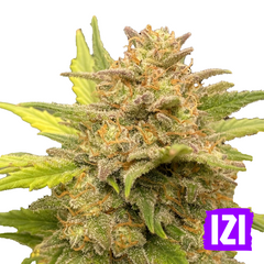 AUTO GLUE XXL 🌿