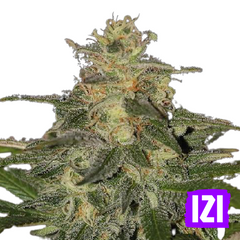 AUTO SCOUT COOKIES🌿