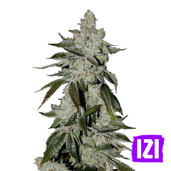 AUTO SCOUT COOKIES🌿