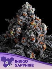 Indigo Sapphire FEM ANESIA SEEDS