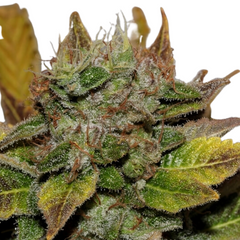 NORTHERN LIGHTS AUTO - GREEN HOUSE SEED CO