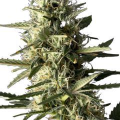 JACK HERER AUTO - GREEN HOUSE