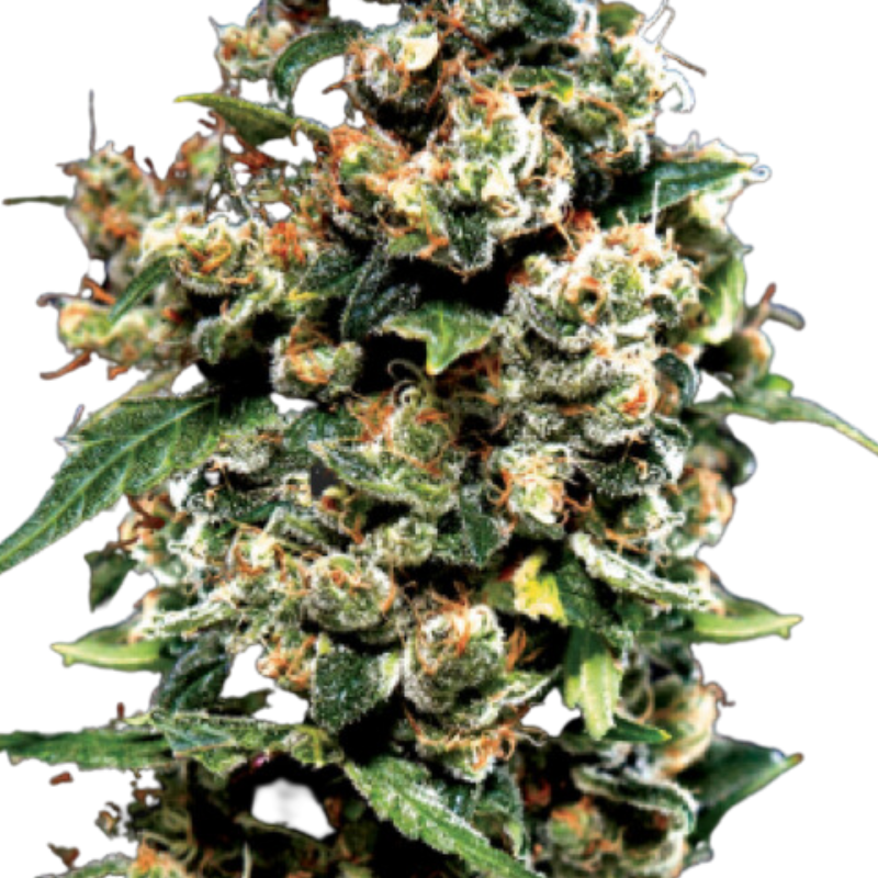 JACK HERER (FEMINISED) - GREEN HOUSE SEED CO