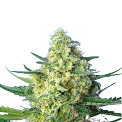 JACK 47 XL AUTO