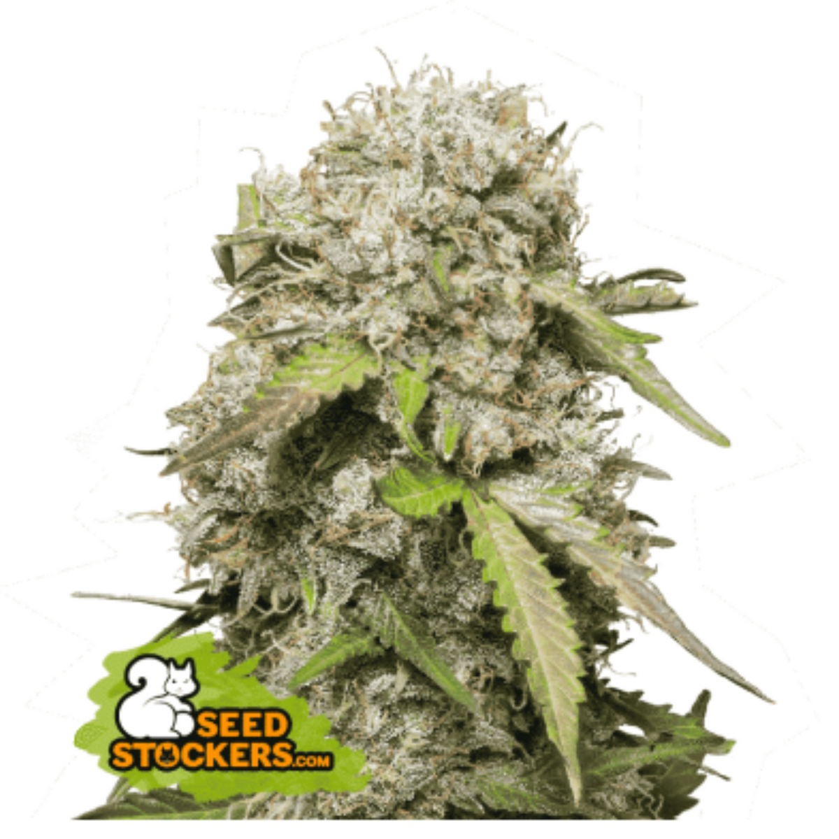 JACK HERER AUTO