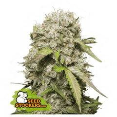 JACK HERER AUTO