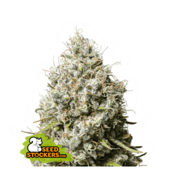 JACK HERER FEM
