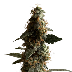 ORIGINAL JACK HERER AUTO - 420 FASTBUDS