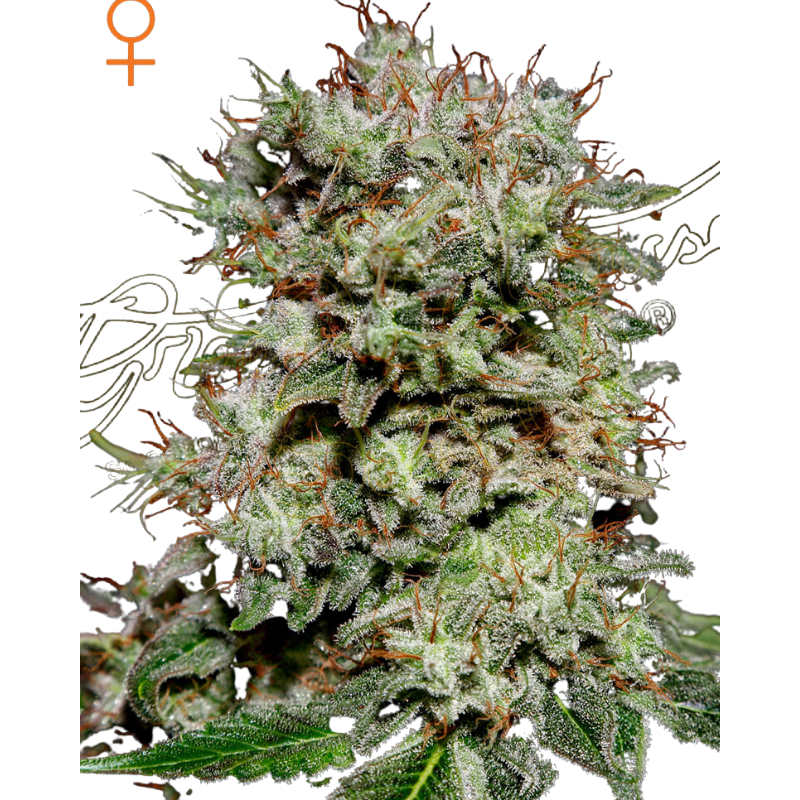 KALASHNIKOVA (FEMINISED) - GREEN HOUSE SEED CO