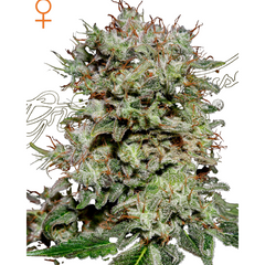 KALASHNIKOVA (FEMINISED) - GREEN HOUSE SEED CO