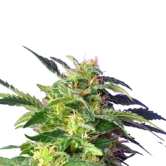 KILLER KUSH AUTO