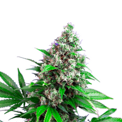 KILLER KUSH F1 FAST VERSION