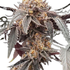 KING'S JUICE AUTO - GREEN HOUSE SEED CO