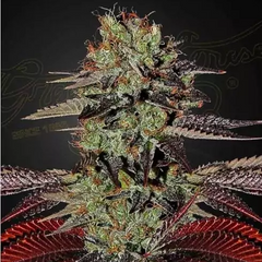 KING’S KUSH AUTO - GREEN HOUSE SEED CO