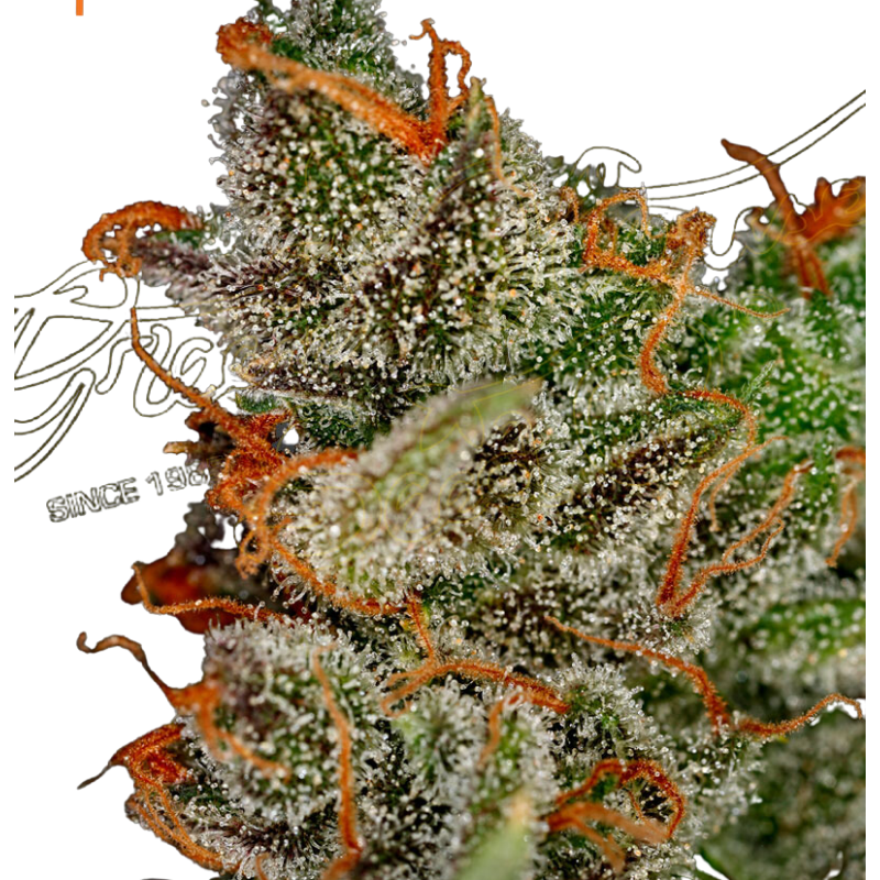 KING'S KUSH (FEMINISED) - GREEN HOUSE SEED CO