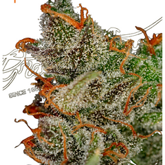 KING'S KUSH (FEMINISED) - GREEN HOUSE SEED CO