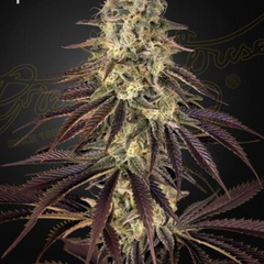KONG'S KRUSH - GREEN HOUSE SEED CO