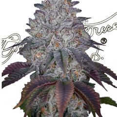KING’S TART LA - GREEN HOUSE SEED CO