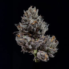 Knightcap Wizard Trees