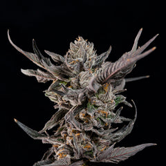 Knightcap Wizard Trees