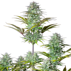 Kosher Cake Auto - 420 FASTBUDS