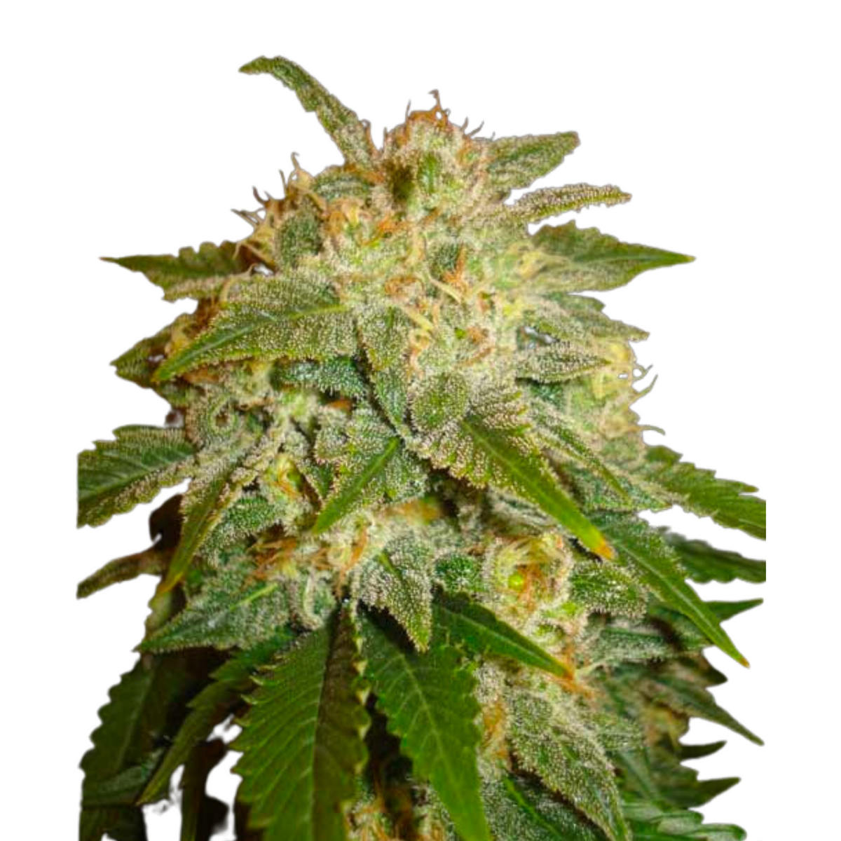 LA BELLA AFRODITA  - DELICIOUS SEEDS.