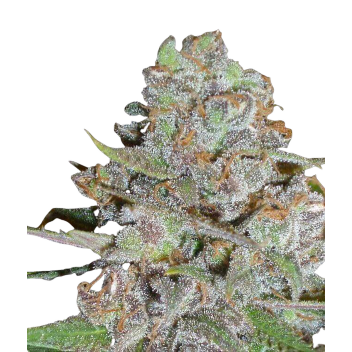 LA DIVA  - DELICIOUS SEEDS.