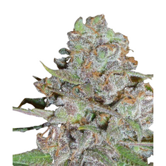 LA DIVA  - DELICIOUS SEEDS.