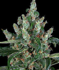 LAUGHING BUDDHA FEM - BARNEYS FARM