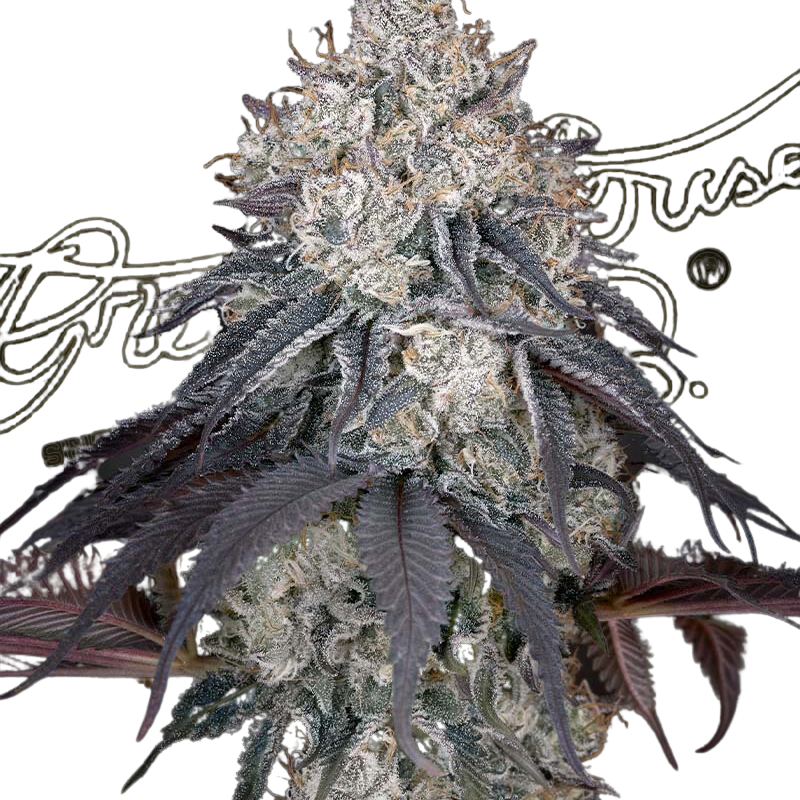 LEMON ORANGE - GREEN HOUSE SEED CO