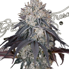 LEMON ORANGE - GREEN HOUSE SEED CO