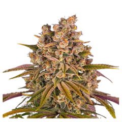 LEMON TREE STRAIN  - BARNEY'S FARM