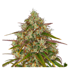 LIBERTY HAZE  - BARNEY'S FARM