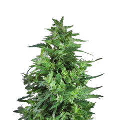LIMONET HAZE - ULTRA CBD