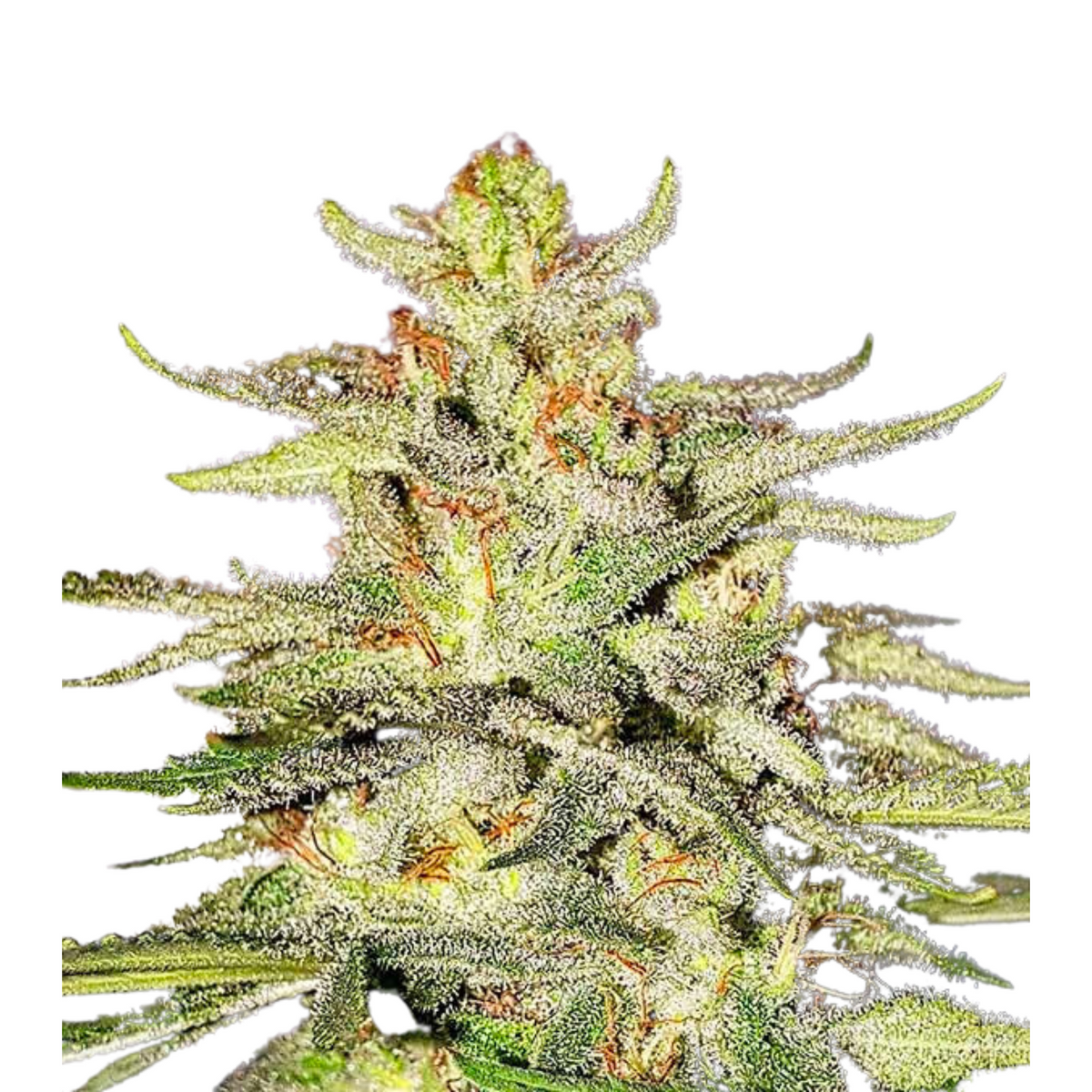 LORD KUSH EARLY VERSION  - DELICIOUS SEEDS.