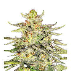 LORD KUSH EARLY VERSION  - DELICIOUS SEEDS.