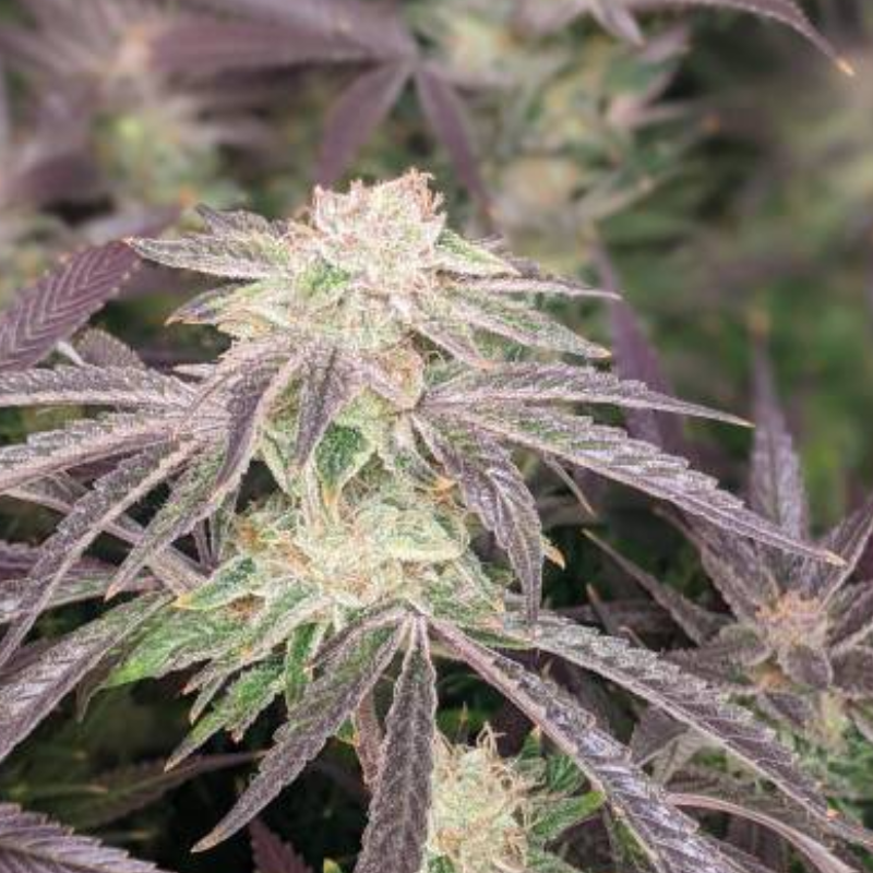 LOST PEARL - GREEN HOUSE SEED CO