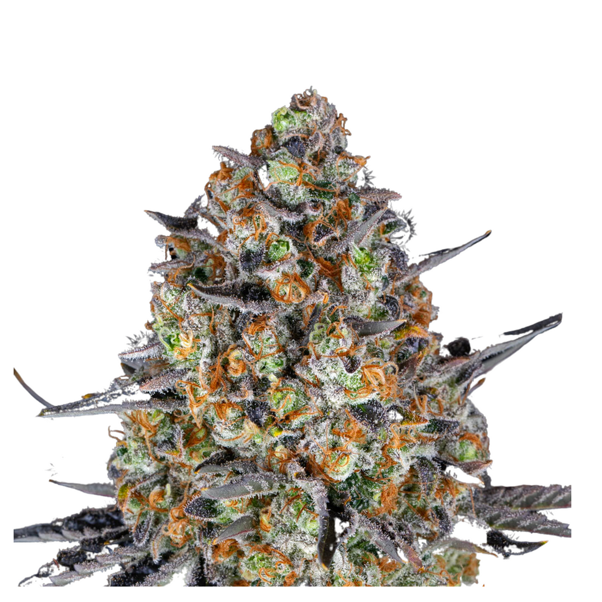 LSD  - BARNEY'S FARM