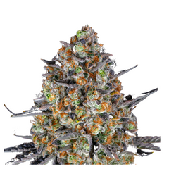 LSD  - BARNEY'S FARM