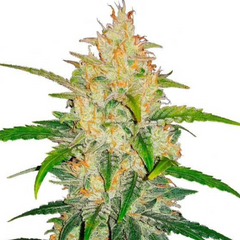 Lemon AK Auto - 420 FASTBUDS