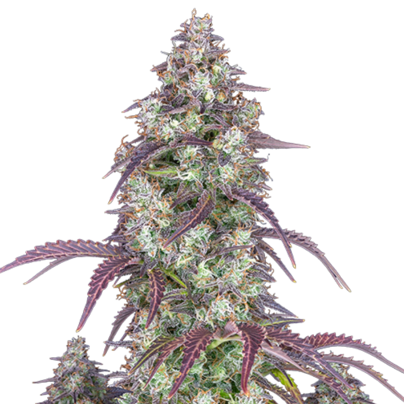 Lemon Pie Auto - 420 FASTBUDS