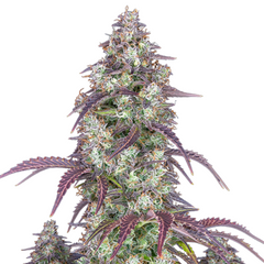 Lemon Pie Auto - 420 FASTBUDS