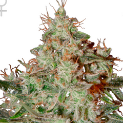 LEMON SKUNK (FEMINISED) - GREEN HOUSE SEED CO
