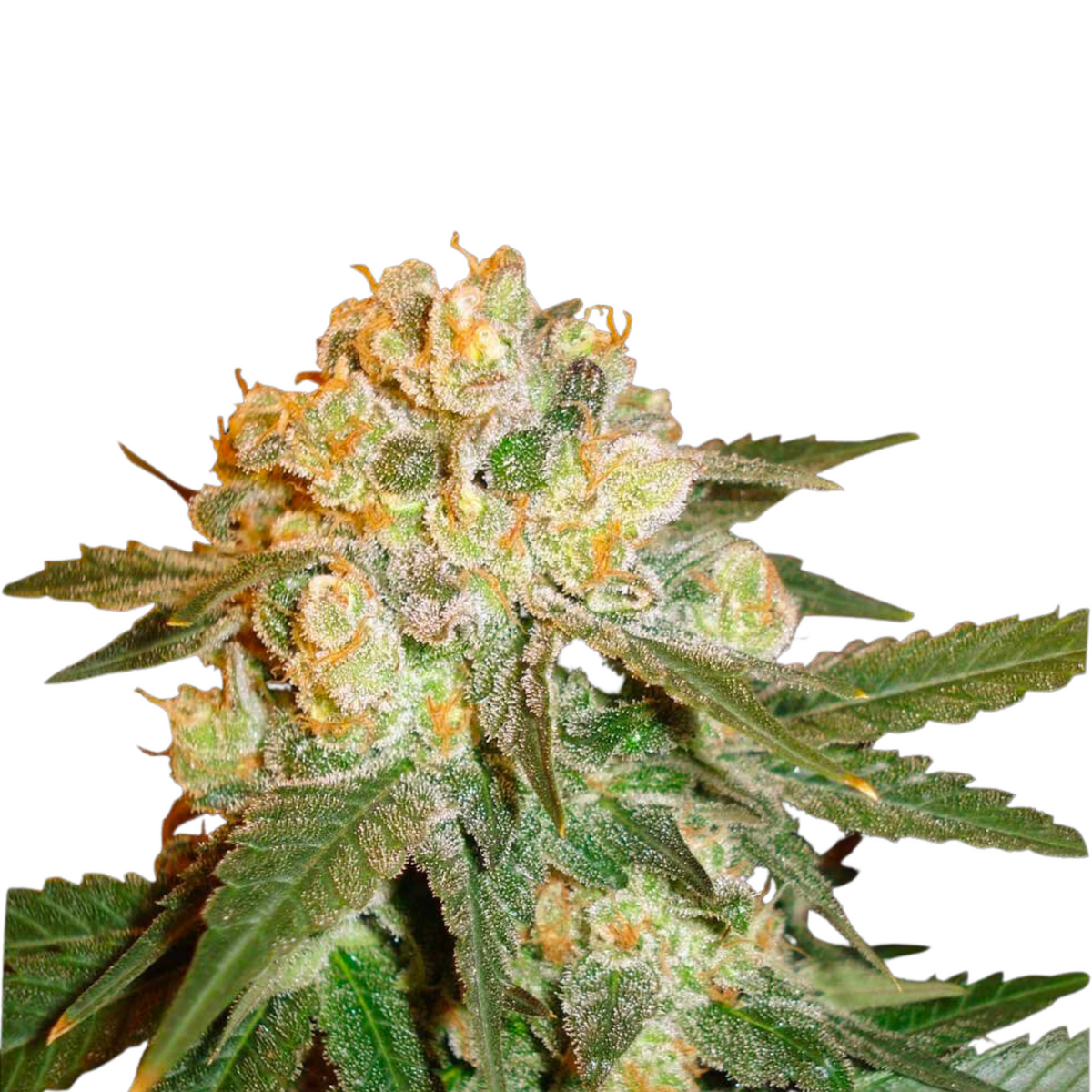 MARMALATE  - DELICIOUS SEEDS.
