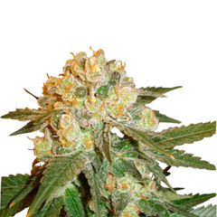 MARMALATE  - DELICIOUS SEEDS.