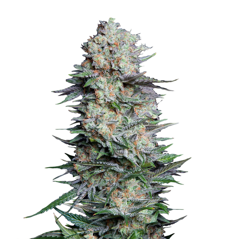MEXICAN AIRLINES. AUTO - 420 FASTBUDS